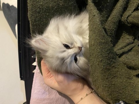 British shorthair beyaz erkek