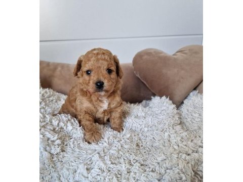 Ruhsatlı köpek çiftliğinden maltipoo yavrularımız 