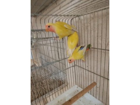 Yavru alıştırmalık sevda papağanları