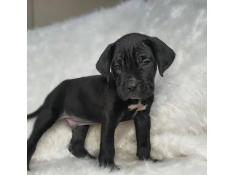 Hem ev hem bahçeye uygun ırk cane corso