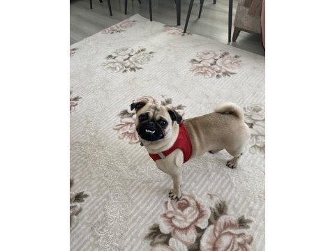 1.5 yaşında aşılı karneli dişi pug
