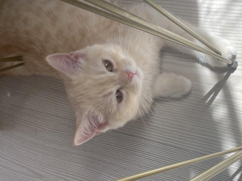 British shorthair yavru 3.5 aylık