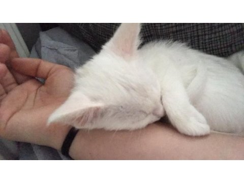 2 aylık ankara kedisi acil sahiplendirme