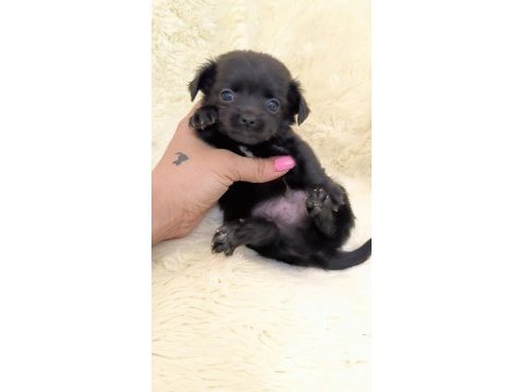 2 aylık chihuahua (şivava) yavruları
