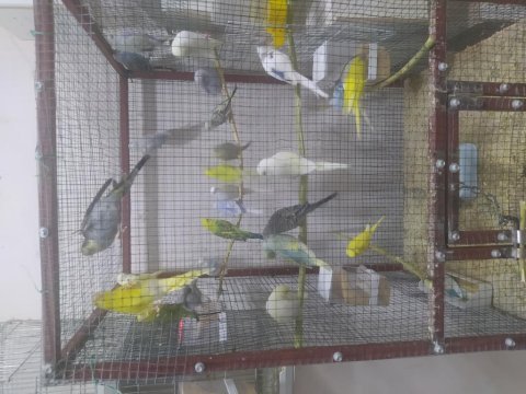Asil kan hobi üretim kuşlarım