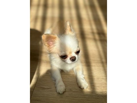 Minik chihuahua adam