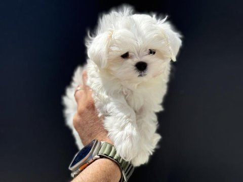 Petmode den tea cup kore kan maltese yavrular