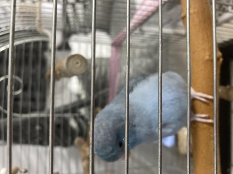 Ele alışık konuşan forpus cafer böylesi yok