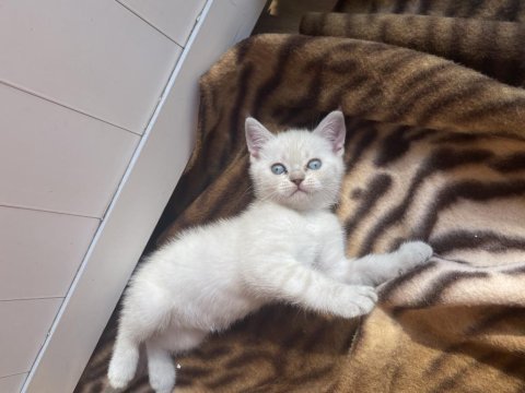 British shorthair çok sağlıklı oyuncu dişi bebeğimiz