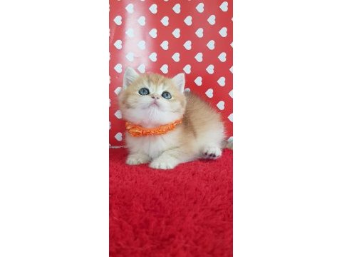 Ankarada ziyarete açık ny12 golden british shorthair