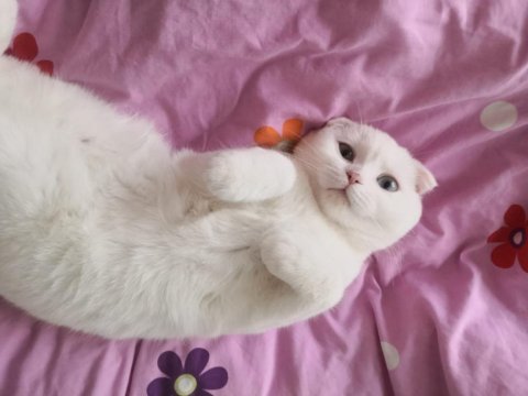 1 yaşında scottish shorthair