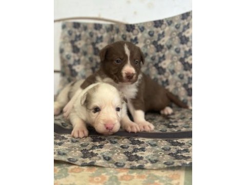 Her renk border collie yavrular