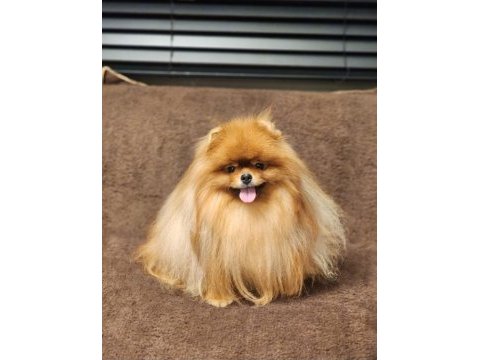 Kürk yapisı ile türkiyenin en kalitelisi pomeranian