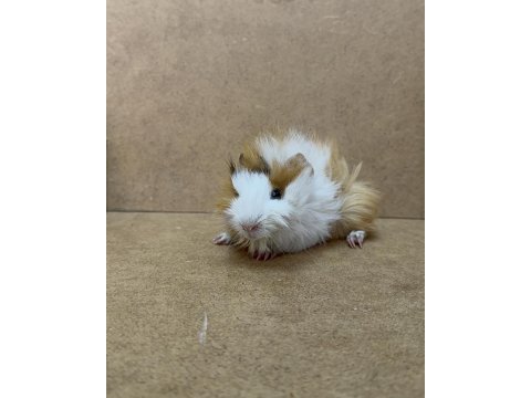 Ginepig yavrularımız gün içi gönderim sağlanmakta