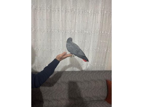 Konuşan jako ve bebek jako