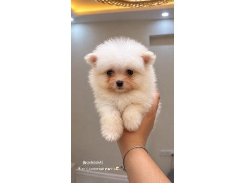 Yavru pomeranian yavrumuz