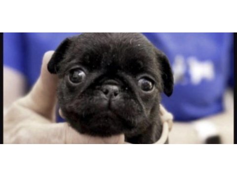 Pug safkan siyah