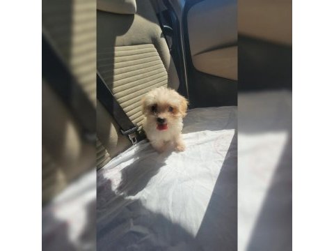 Maltipoo minişimm