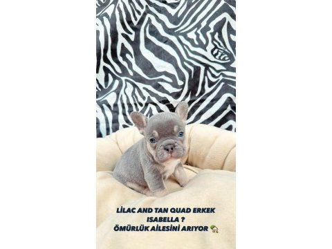 French buldog egzotik yavrular