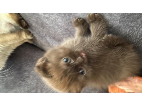 Minik british shorthair kediler