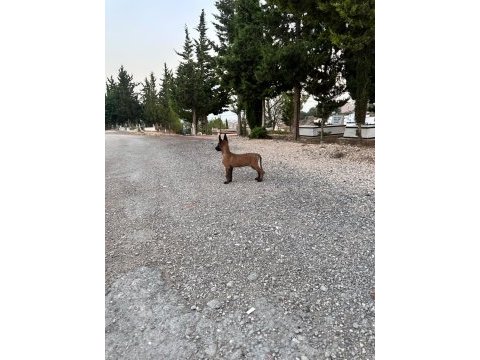 Eğitime çok açık süper bir yavru belçika kurdu