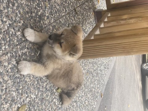 54 günlük köpeğimi sahiplendirmek istiyorum