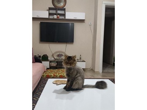 Chinchilla oğlumuza eş