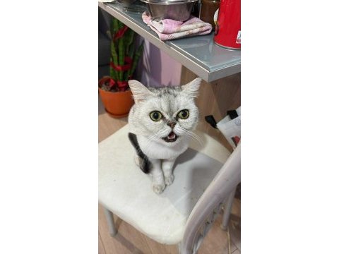 British shorthair dişi 7 aylık