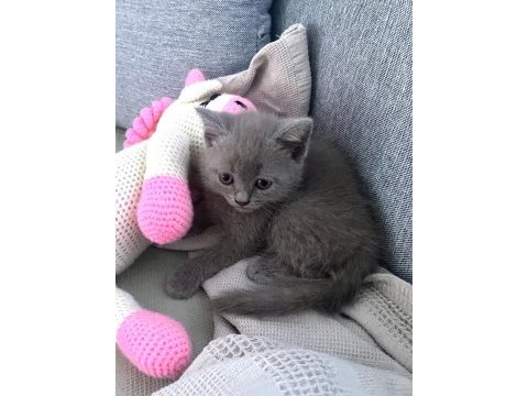 British shorthair yavru gri minnoş