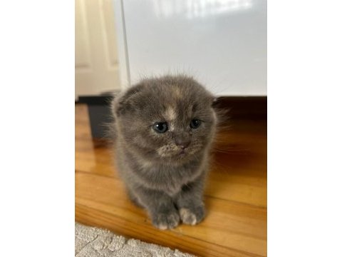 Scottish fold dişi 46 günlük