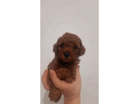 Kore red brown teacup poodle 2 aylık dişi ve erkek
