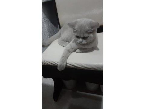 British shorthair yuvanızı benimle paylaşırmısınız