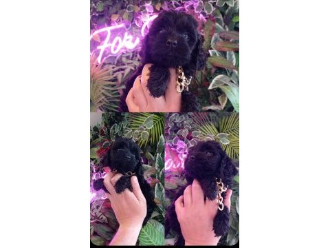 Hareketli dişi toy poodle siyah