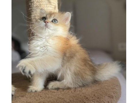 Mükemmel kalite golden ny11 british longhair