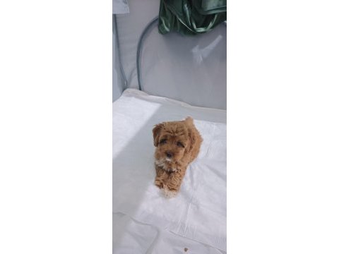 Safkan maltipoo bebek