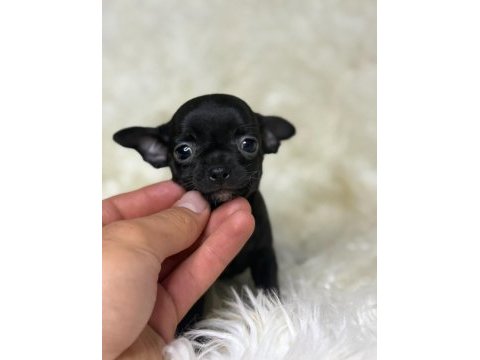 Teacup micro boy şivava bebekler