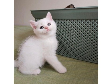 Orjinal safkan british shorthair yavrular