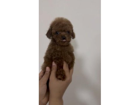 Teacup red ve red brown dişi erkek poodle yavrular