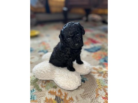 Safkan minik siyah toy poodle