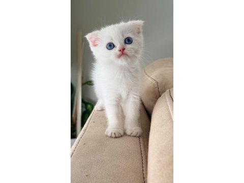 British shorthair ırk garantili