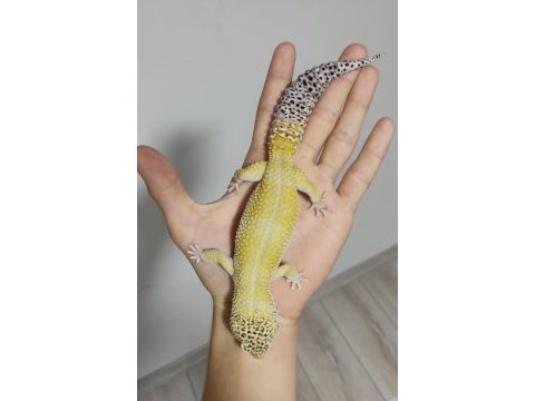 Yetişkin gecko