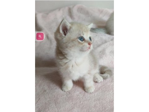 Şafkan british shorthair
