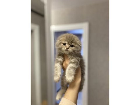 Scottish fold yavrularımız teslime hazır 