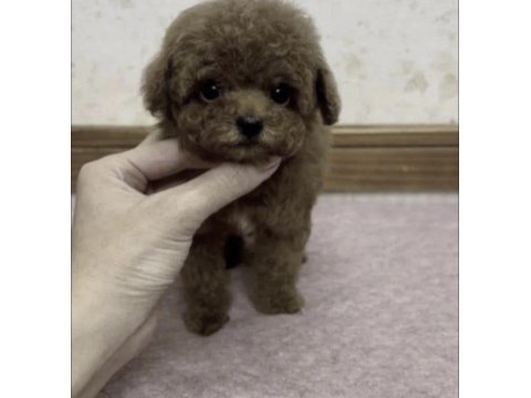 Toy poodle köpekler