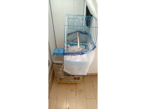 1 çift sultan papağanı
