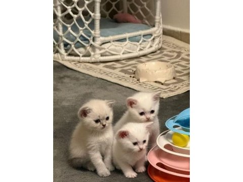 British shorthair yavruları
