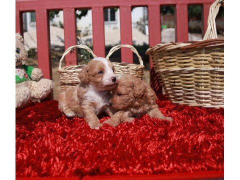 Sevimli maltipoo