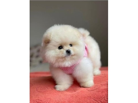 Orjinal pomeranian yavrular