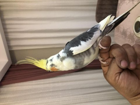 Full evcil konuşan sultan papağanı