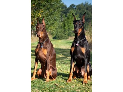 Orjinal esnetikli doberman yavrularımız